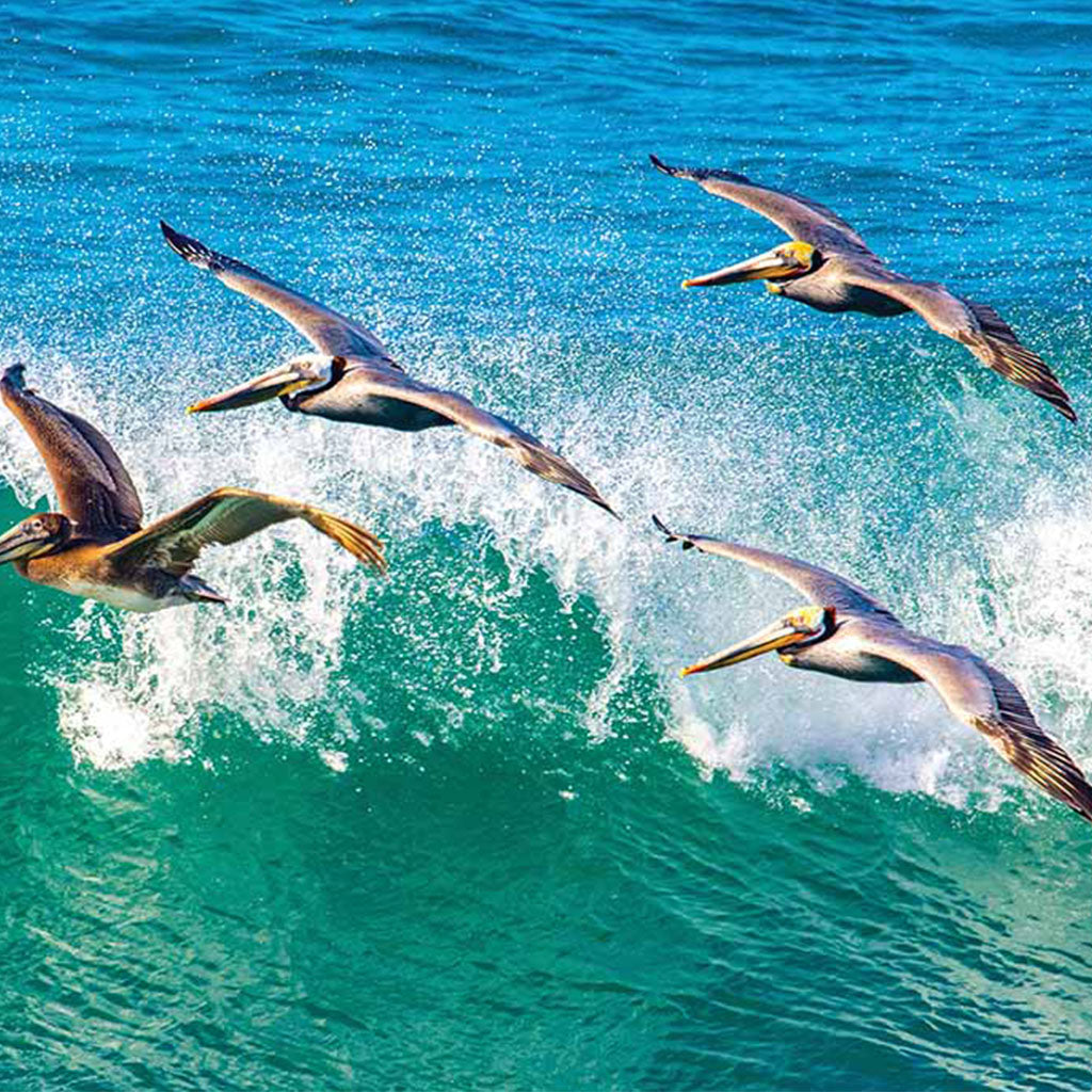 Tidelines Standard Tideline Oregon Calendar - Graphed Calendar